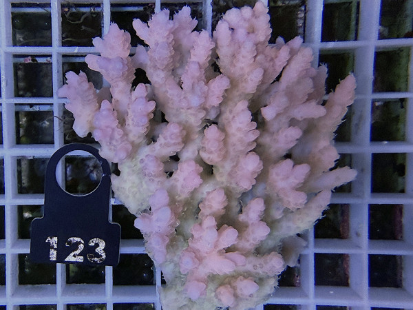Acropora sp. ultra (123)