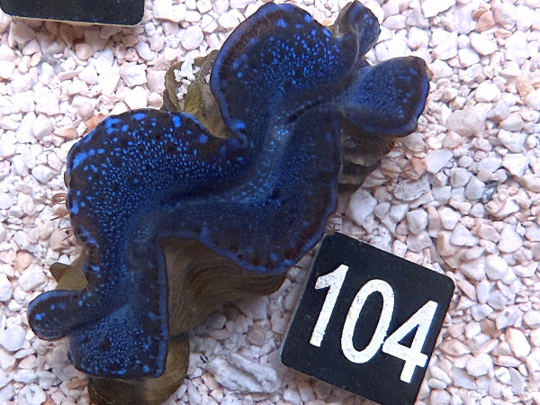 Tridacna maxima 5 cm (104)