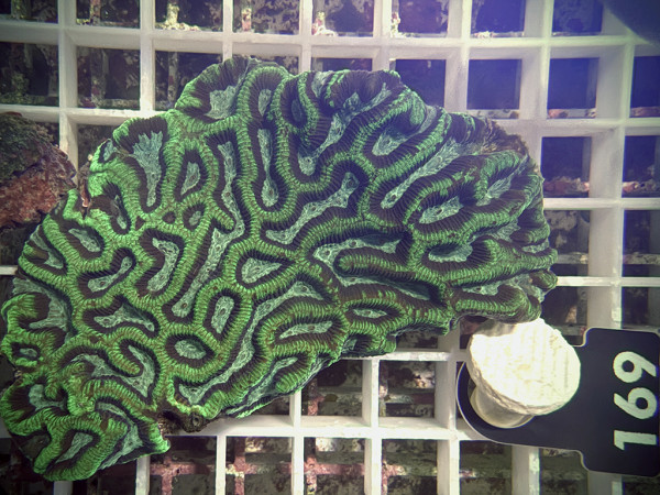 Platygyra spec. (169)
