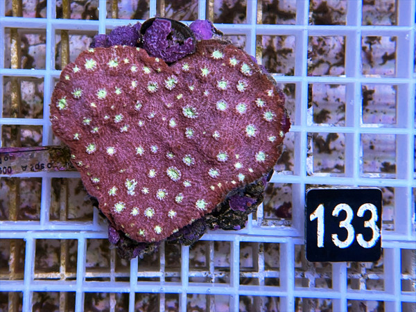 Echinopora spec. - rot (133)