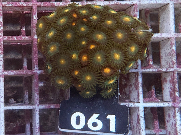Zoanthus spec. Krustenanemonen (061)