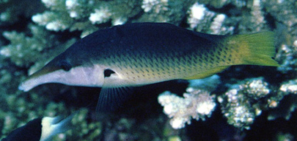 Gomphosus caeruleus - Schnabellippfisch, Weibchen