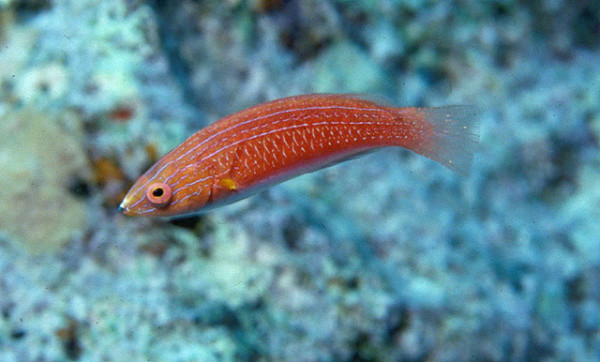 Cirrhilabrus rubriventralis - Rotflossen-Zwerglippfisch