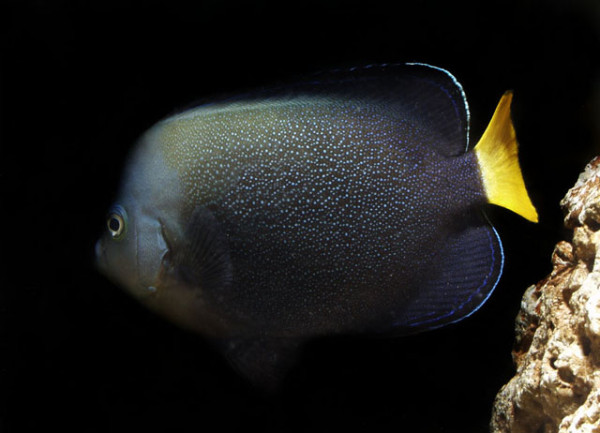Chaetodontoplus caeruleopunctatus - Kristall-Kaiserfisch