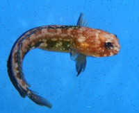 Opistognathus castelnaui - Rotkopf Brunnenbauer Opistognathus castelnaui - Rotkopf Brunnenbauer