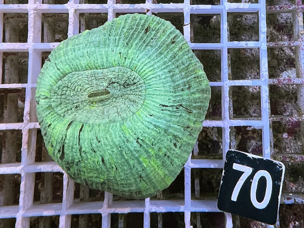 Trachyphyllia geoffroyi (70)