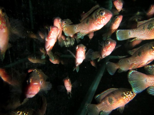 Hemichromis sp. - Gabun, friedlich!!