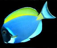 Acanthurus leucosternon - Weißkehl-Doktorfisch Acanthurus leucosternon - Weißkehl-Doktorfisch