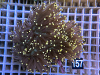 Euphyllia glabrescens black torch orange tip (157) Euphyllia glabrescens black torch orange tip (157)