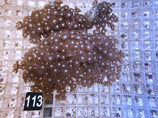 Alveopora spec. (113)
