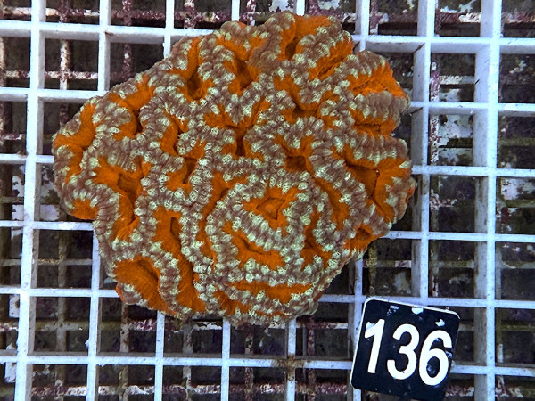 Acanthastrea spec. ultra (136)