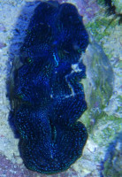 Tridacna crocea - Mördermuschel color Tridacna crocea - Mördermuschel color