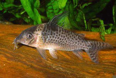 Corydoras delphax - Inirida-Panzerwels