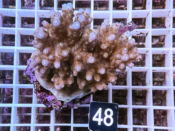 Acropora efflorescens (48)