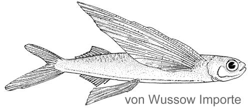 von Wussow Importe