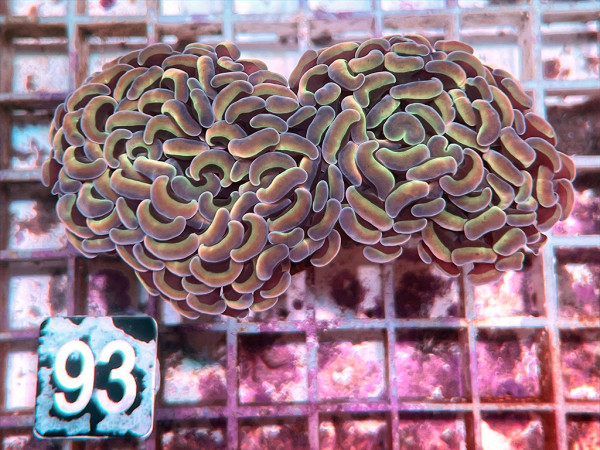 Euphyllia ancora - light gold (93)