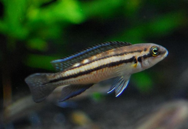 Chalinochromis sp. - Bifrenatus