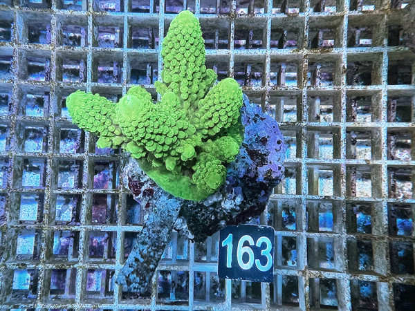 Acropora humilis (163)