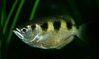 Toxotes microlepis - Schützenfisch