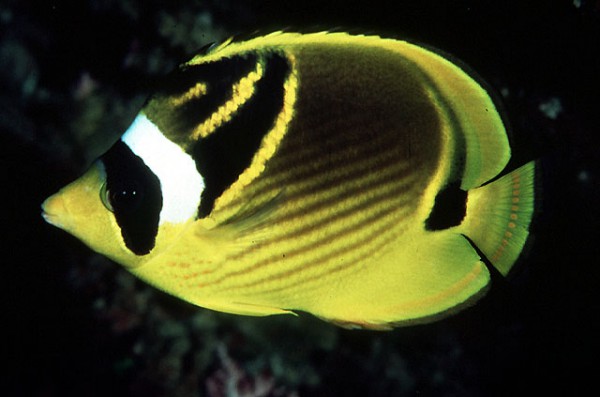 Chaetodon lunula - Mondsichel-Falterfisch