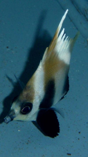 Heniochus pleurotaenia - Phantom-Wimpelfisch