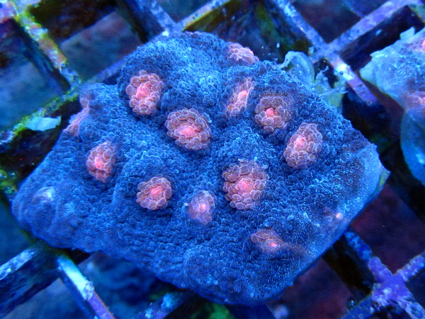 Mycedium spp. - Pumpkin Head Chalice Frag