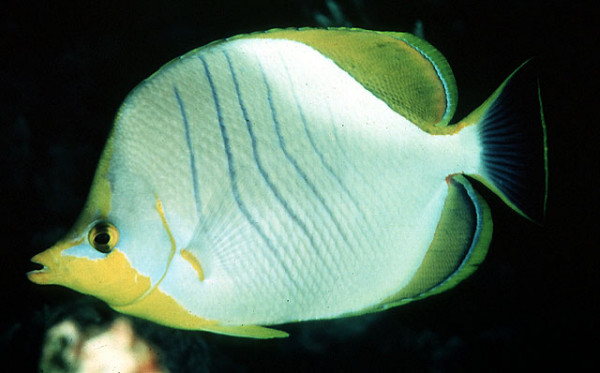 Chaetodon xanthocephalus - Gelbkopf-Falterfisch