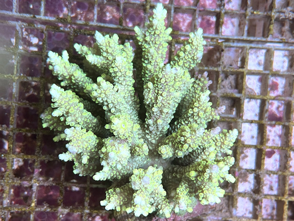 Acropora spec. (20)