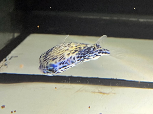 Diodon eydouxii - Igelfisch