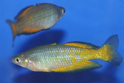 Melanotaenia parkinsoni - Parkinsons Regenbogenfisch