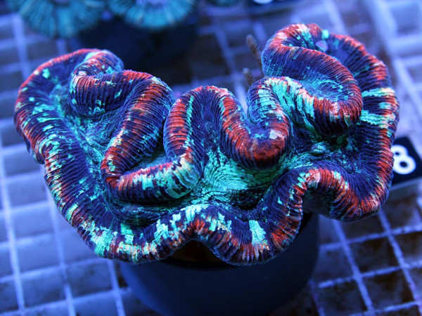 Trachyphyllia geoffroyi tricolor (48)