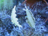 Elysia crispata - Blumenkohl-Sackzungenschnec. frisst Bryopsis Elysia crispata - Blumenkohl-Sackzungenschnec. frisst Bryopsis