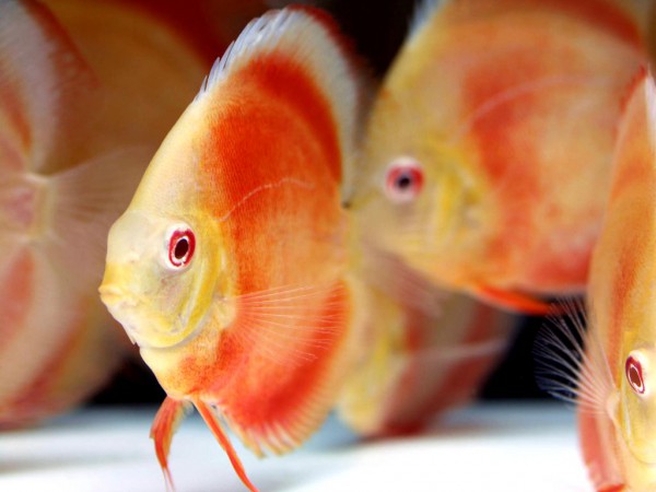 Symphysodon aequifasciatus - Albino Marlboro Yellow Diskus 9-10cm