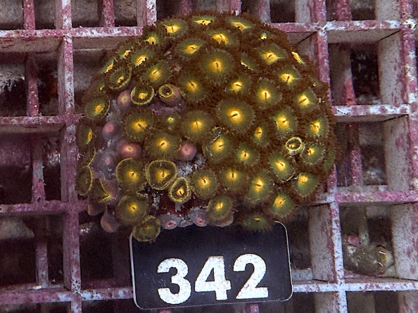 Zoanthus spec. Krustenanemonen (342)