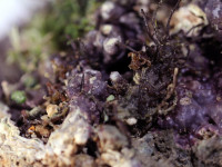 Lebendgestein - Lebende Steine (Preis/kg) Lebendgestein - Lebende Steine (Preis/kg)