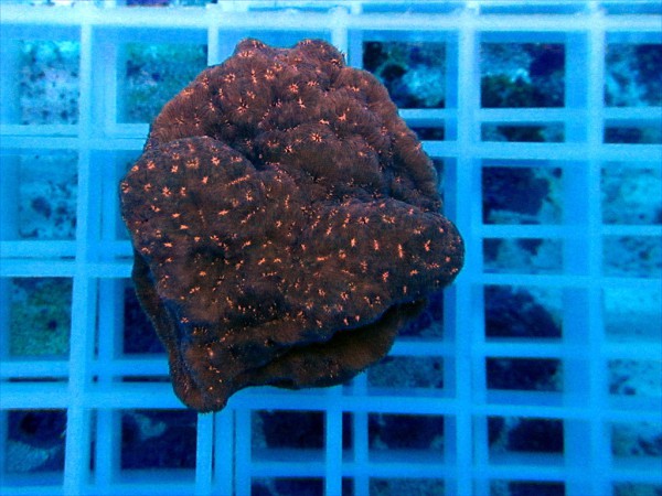 Pavona maldivensis