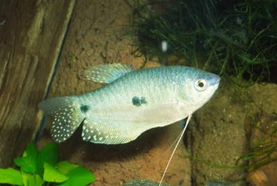 Trichogaster trichopterus - Blauer Fadenfisch