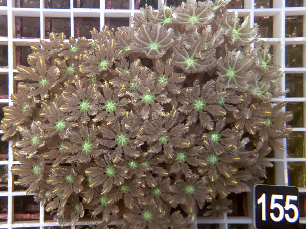 Clavularia spec. - Stolonifera, tricolor (155)