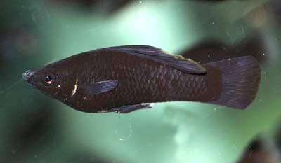Poecilia latipinna - Schwarzer Breitmaulkärpfling