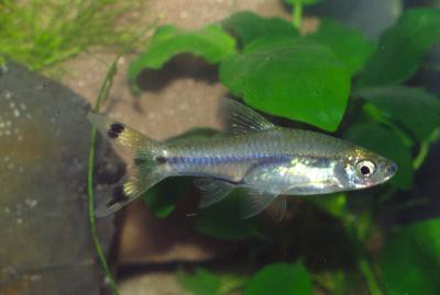 Rasbora trilineata - Dreilinienrasbora