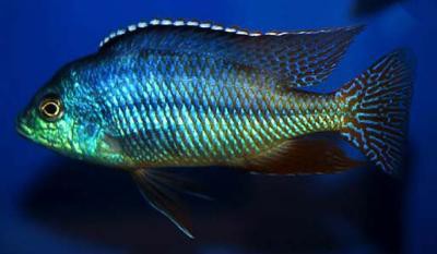 Protomelas taeniolatus - Red Empress