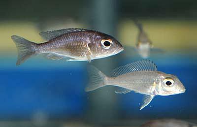 Callochromis macrops - Ndole Red 4-5cm