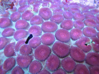 Favia spec. - Favia, rot (E 01149/18) Favia spec. - Favia, rot (E 01149/18)