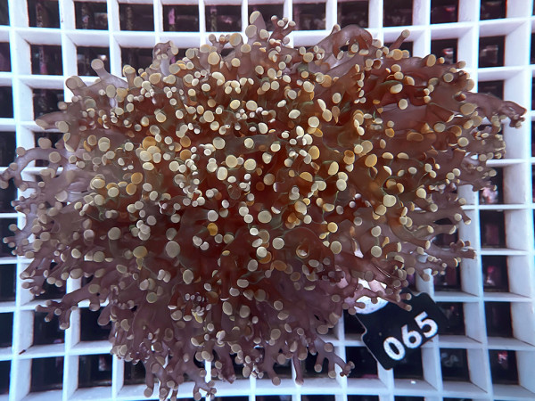 Euphyllia paradivisa orange (065)