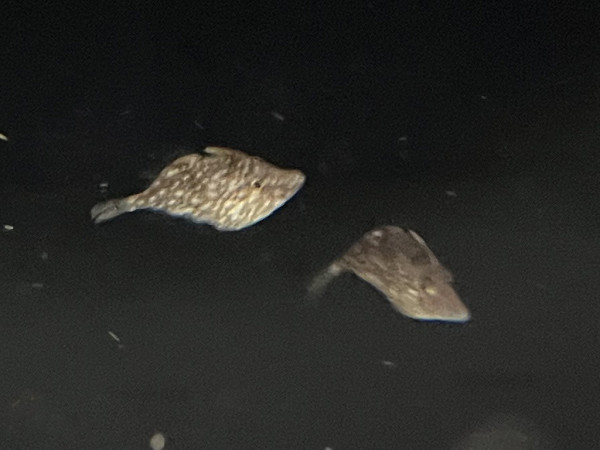 Rudarius ercodes - Weißpunkt-Zwergfeilenfisch NZ