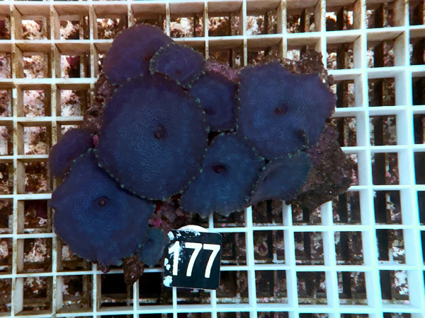 Discosoma spec. - Scheibenanemonen, blau (177)