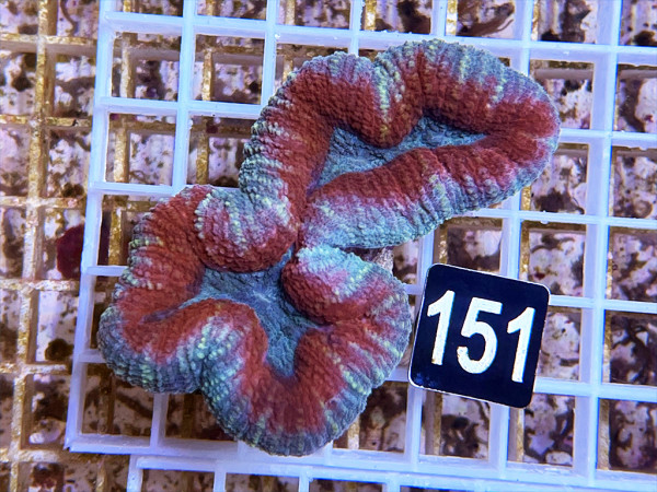 Lobophyllia spec. - Hirnkoralle ultra (151)