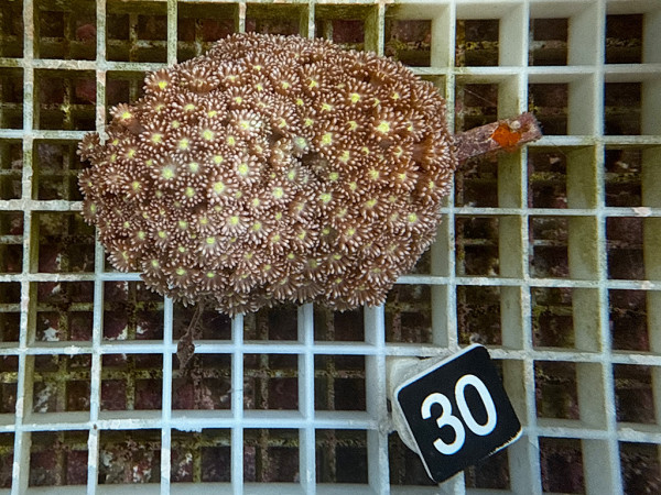 Goniopora spec. rose yellow mouth (30)