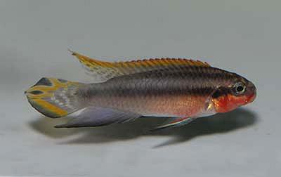 Pelvicachromis taeniatus - Nigeria rot DNZ