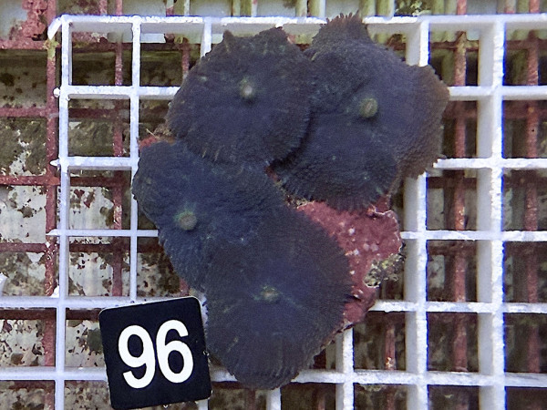 Rhodactis cf. inchoata - Fussel-Scheibenanemonen blau (96)